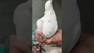 Bad style kabutar pigeon #kbooter #shorts #kabutar #shortsvideo #pigeon #youtubeshorts #birds