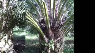 ThaiSunset - Thailand Takuapa Khao Lak Puket - Retirement Residence on Palm Oil Plantation