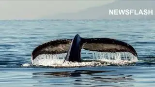 Fishermen Rescue Huge Whale Entangled In Net