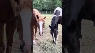 Horses are scared of Fireworks. What to do with horses on the 4th of July #horse #horsevideo