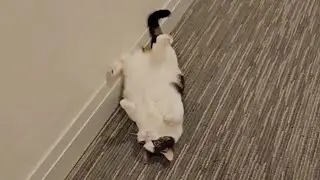 Elie and her somersault expertise. Watch and learn from the Queen of the Flirt 🤣&hearts;️ #short #cats