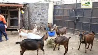 Utugi TV - Dairy Goat Farming part 1