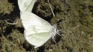 Leptidea sinapis, or the wood white butterfly of the family Pieridae