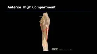 Lower Limb Muscle Compartments - M1 DIssection Supplements