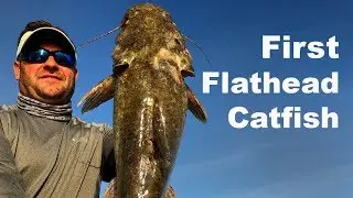 First FLATHEAD CATFISH on Lake Norman
