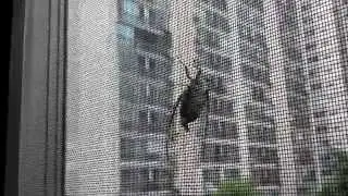 Cicadidae
