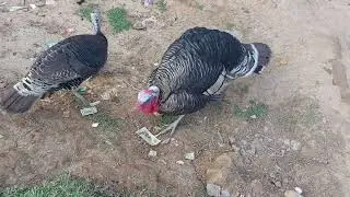 Male and Female Turkey