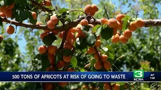 500 tons of apricots at risk of going to waste in Patterson
