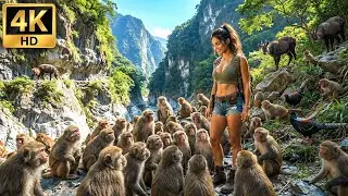 Trekking Taiwan Taroko Gorge - Macaques, Pheasants & The Serow