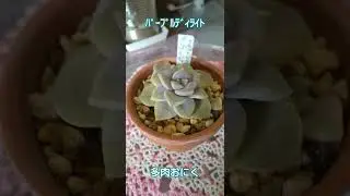 多肉　クラプトベリア【パープルディライト】葉挿し#多肉植物 #succulent #パープルディライト