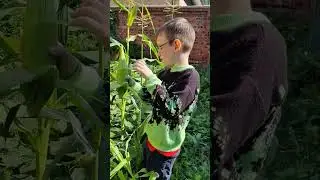 первая 🌽