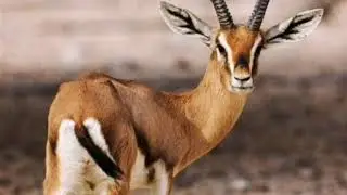موسيقى حسانية 2020 - شفنَ غزلان فگرارة
