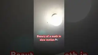 Moth flying around in slow motion #christmas #slowmotion #moth #viralvideo #shortstrend2025 #viral