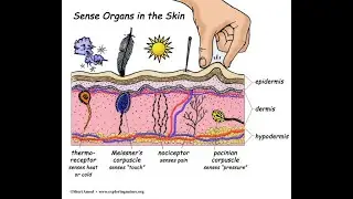 Sensory Receptors| Olfactory |Taste| Skin Receptors| Effect of Drugs |Types of Narcotic drugs |