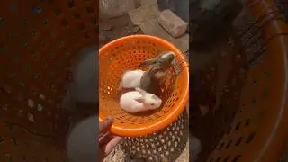 😍😍  #shorts #shortsfeed #trending #viral #rabbit #babyrabbit #newborn #pets #vlog