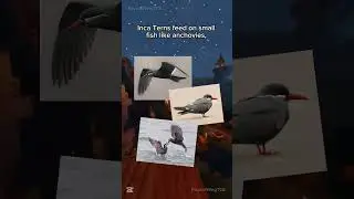Inca Tern