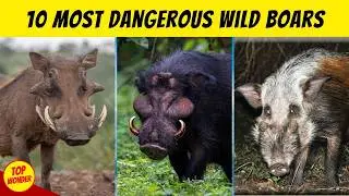Even Tigers Are Afraid? 10 Most Dangerous Wild Boars In The World
