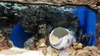 Rare coral animals