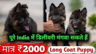 German Shepherd Dog Puppies For Sale in Delhi NCR | Low Price | Long Coat Gsd Puppies.