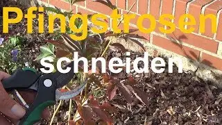 Pfingstrosen schneiden R&uuml;ckschnitt Pfingstrose Paeonia schneiden zur&uuml;ckschneiden Herbst