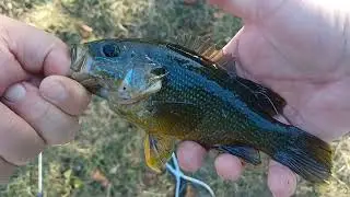 Green Sunfish all caught on top water Plopper!