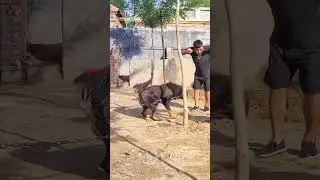 Aggressive Tibetan mastiff Dog #dog #shorts #ytshorts