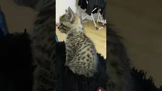 Cute kitty, rarely, but sometimes in a calm state #shorts