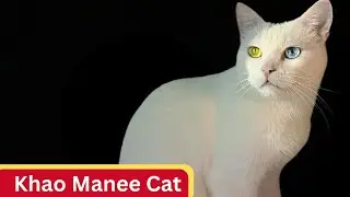 Khao Manee Cat - Characteristics - Habitat - Diet - Behavior - 101 Facts - Health #video #viral