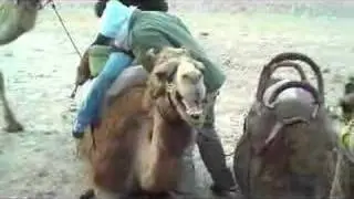 Angry Camel