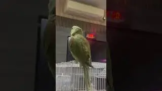 Kya Aap Bhu Alexendrine Parrot Kharidna Chahte Hai ?? #shorts #petlover #parrotlover #information