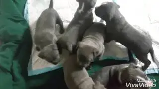 Pitbull puppies!