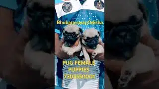 Pug puppies for sale at Bhubaneswar 7205550001 .Odisha. #bhubaneswar #odisha #pets #dog
