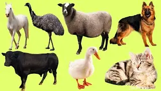 Learn Farm Animals in French 🐑 | 25 Useful Words with Audio & Pictures