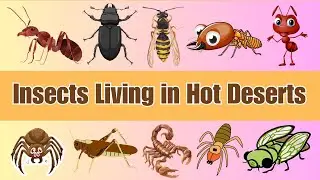 Desert Insects for Kids | Learn About Insects in Hot Deserts | Kids Science | Awareness for Kids