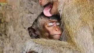Very Pity ! Old mother give soft clean wound for little Lori in rain | Lori sleep under warm chest.