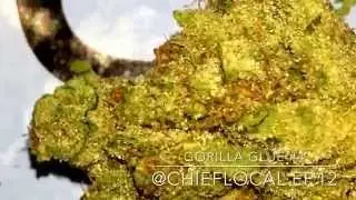 Gorilla Glue #4 strain review!