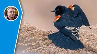 Signalling Theory: The Evolution of Natural Communication Systems