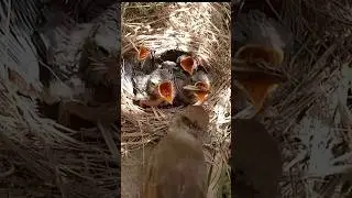 Bird Family Life &ndash; Mom Feeds Her Little Ones (p1)#viral #trending #short #shorts