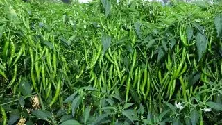 मिर्च उगाओ 💰 लाखों कमाओ / सबसे अच्छी मिर्च का बीज/मिर्च की खेती से ताबड़तोड़ उत्पादन 