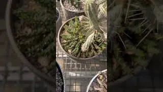 Молочай Euphorbia