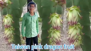 Taiwan pink dragon fruit গাছে হাজার হাজার ফুল ও ফল ।। Taiwan pink & cm pink & H 14 ড্রাগন গাছে ফুল