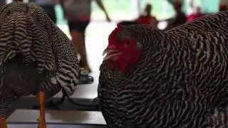 Plymouth Rock 2 (Large Fowl, Barred)