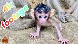 4K Quality Animal Footage - Monkeys Beautiful Scenes Episode 13 | Real Life Of Animals1