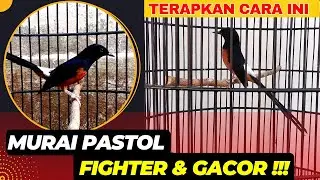 AGAR MURAI PASTOL CEPAT GACOR DAN BERMENTAL FIGHTER❗
