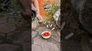 МИНИ-УРОЖАЙ ПОМИДОРОВ ⁉️ #мило