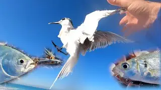 סוף סוף חוזר האקשן בז'רז'ור, 4 סוגי דגים 🐟 🔥 ושחרור של שחפית- Finally the action is back HE/EN Subs