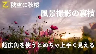 コスモス撮影 秋の空が綺麗だから超広角レンズでいこう！ゆるっとフォト散歩【群馬県伊勢崎市小泉稲荷編】