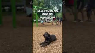 Dogs Deserve OFF LEASH FREEDOM‼️🏆 #dogs #dogtrainer #youtubeshort