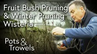 Currant Bush Pruning & Winter Wisteria Pruning - Pots & Trowels