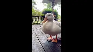 #shorts 🔥🤬 Welcome to DuckTok 🦆 #ducktok #wrinkletheduck #duck #dancing